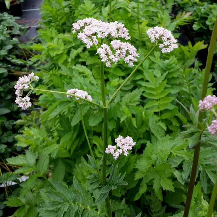 Baldrian\u0020\u0028Valeriana\u0020officinalis\u0029\u0020