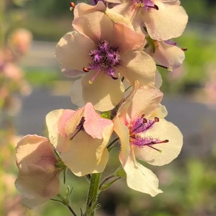 K\u00F6nigskerze\u0020\u0028Verbascum\u0020phoeniceum\u0029\u0020Southern\u0020Charm