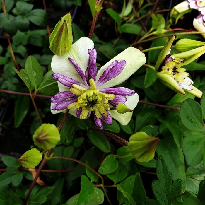 Waldrebe\u0020\u0028Clematis\u0020florida\u0029\u0020Viennetta\u2122\u0020Garland\u00AE\u0020Evipo006