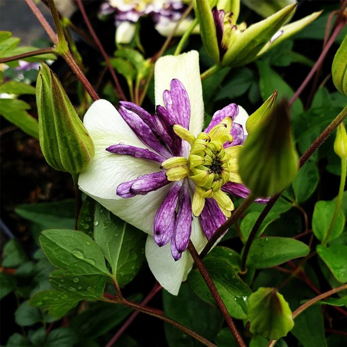 Waldrebe\u0020\u0028Clematis\u0020florida\u0029\u0020Viennetta\u2122\u0020Garland\u00AE\u0020Evipo006