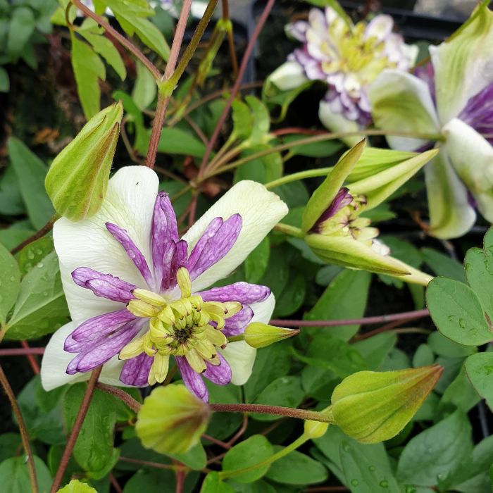 Waldrebe\u0020\u0028Clematis\u0020florida\u0029\u0020Viennetta\u2122\u0020Garland\u00AE\u0020Evipo006