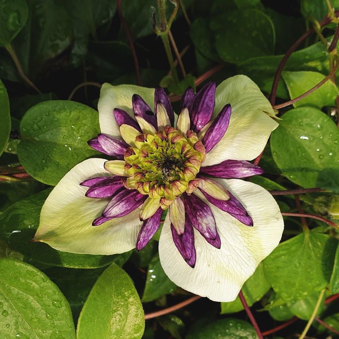 Waldrebe\u0020\u0028Clematis\u0020florida\u0029\u0020Viennetta\u2122\u0020Garland\u00AE\u0020Evipo006