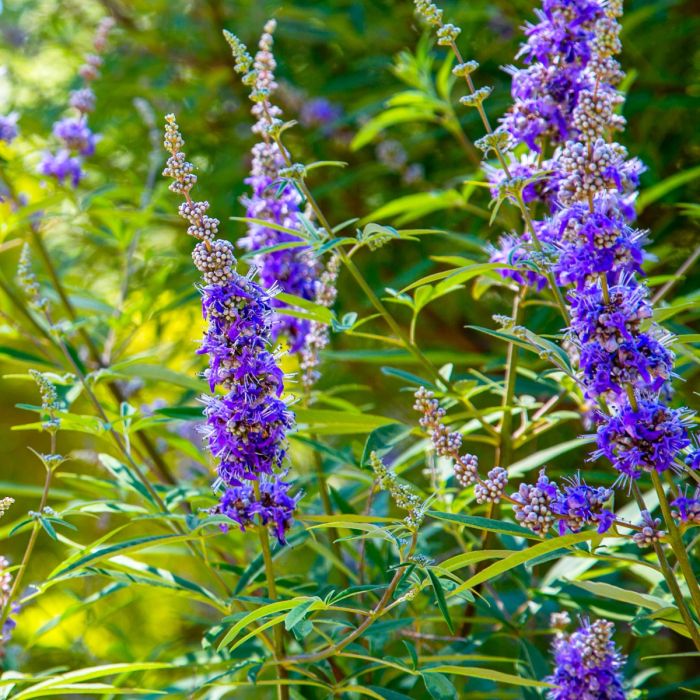 M\u00F6nchspfeffer\u0020\u0028Vitex\u0020agnus\u002Dcastus\u0029\u0020Latifolia