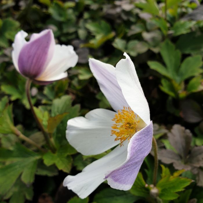 Herbst\u0020Anemone\u0020\u0028Anemone\u0020japonica\u0029\u0020Wild\u0020SWAN\u00AE