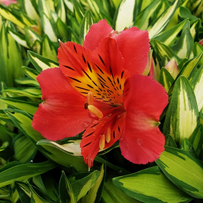 Panaschierte\u0020Inkalilie\u0020\u0028Alstroemeria\u0029\u0020Little\u0020Miss\u0020Zo\u00EB