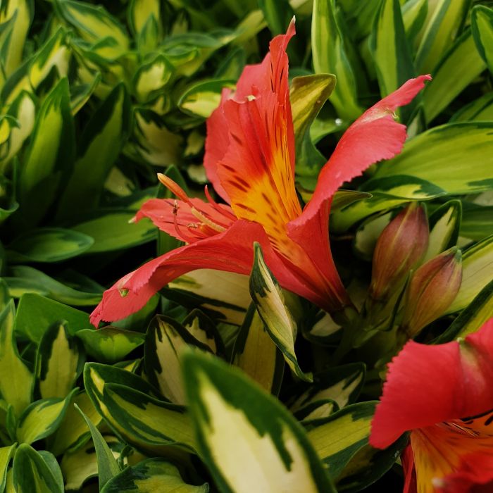 Panaschierte\u0020Inkalilie\u0020\u0028Alstroemeria\u0029\u0020Little\u0020Miss\u0020Zo\u00EB