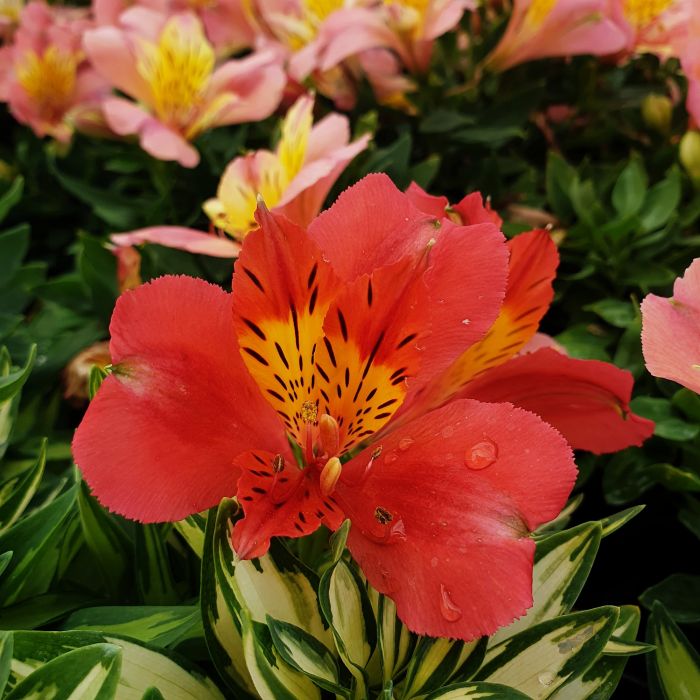 Panaschierte\u0020Inkalilie\u0020\u0028Alstroemeria\u0029\u0020Little\u0020Miss\u0020Zo\u00EB