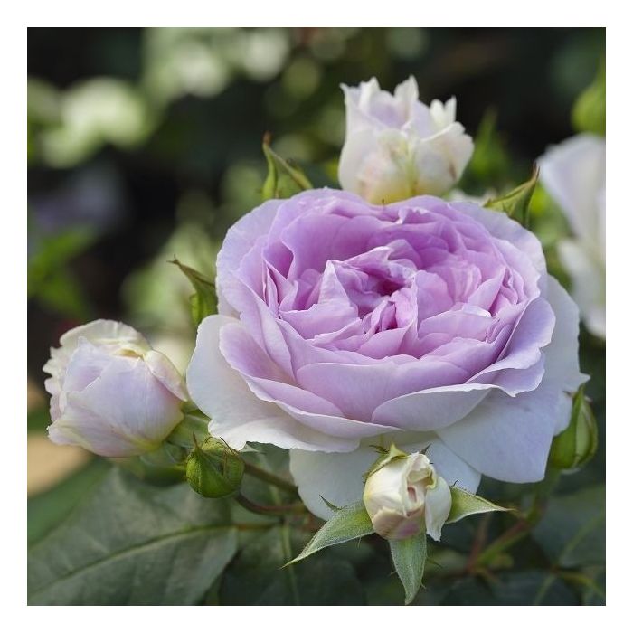 Strauchrose\u0020\u0028Z\u00FCchterrose\u0029\u0020Saphir