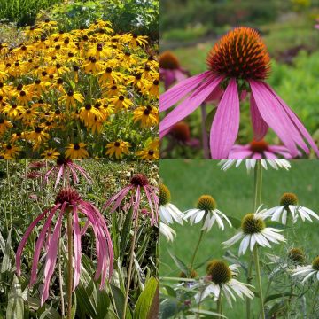 10 Pflanzen Sonnenhut (Echinacea und Rudbeckia) Mix