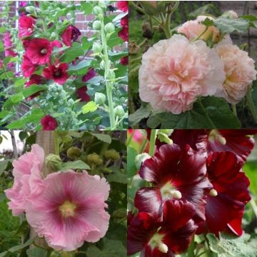 10 Pflanzen Bunter Stockrosen (Alcea) Mix
