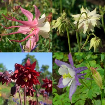 6 Pflanzen Akelei (Aquilegia) Mix