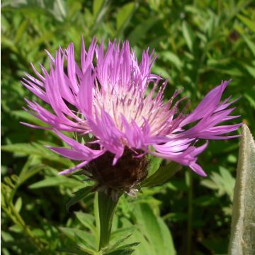 Flockenblume (Centaurea dealbata) 