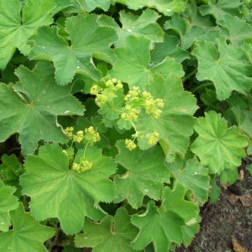 Frauenmantel (Alchemilla mollis) Irish Silk