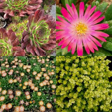 12 Pflanzen (Sempervivum) Mix
