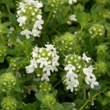 Polsterthymian (Thymus praecox 'Wirral White')