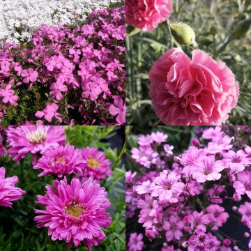 14 Pflanzen (Steingarten Bodendecker in Rosa) Mix