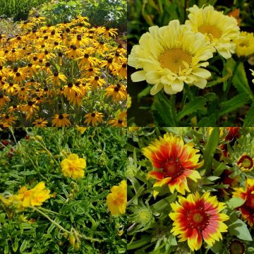 14 Pflanzen (Garten in Gelb) Mix