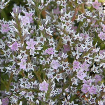 Breitblättriger Meerlavendel (Limonium latifolium) 