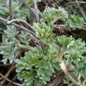 Wermut (Artemisia absinthium) 