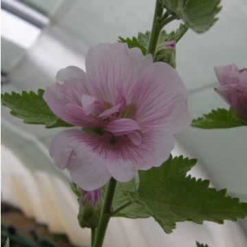 Malve Stockrose (Alcea) Parkrondell