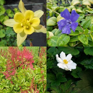 16 Herbstblumen (für den Schatten) Mix