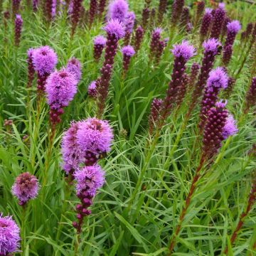 Ährige Prachtscharte (Liatris spicata) Kobold