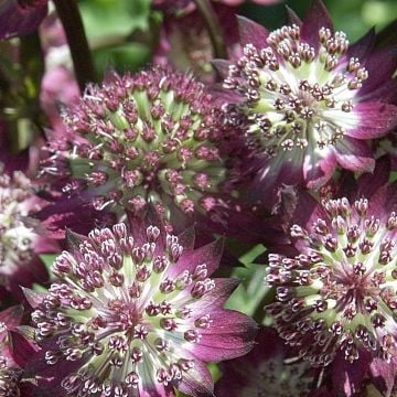 Große Sterndolde (Astrantia major) Star of Beauty