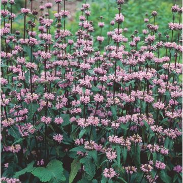 Brandkraut (Phlomis tuberosa) Amazone