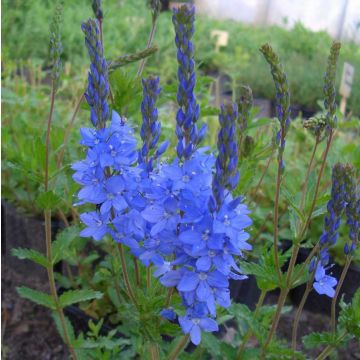 Österreichischer Ehrenpreis (Veronica austriaca ssp. teucrium) Königsblau
