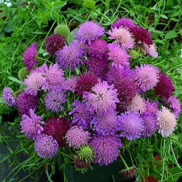 Mazedonische Witwenblume (Knautia macedonica) Melton Pastels