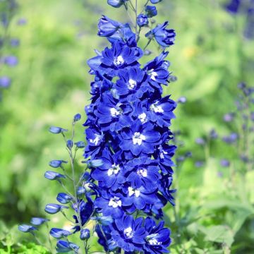 Rittersporn (Delphinium cultorum) PACIFIC GIANTS Blue Bird