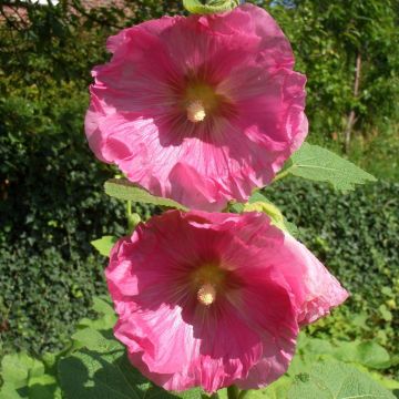 Stockrose (Alcea rosea) Radiant Rose