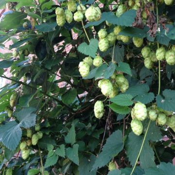 Wilder Hopfen (Humulus lupulus) Jupiter