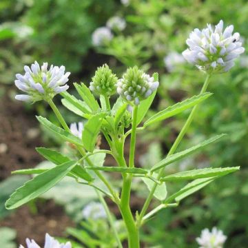 Schabzigerklee / Brotklee / Steinklee (Trigonella coerulea) 