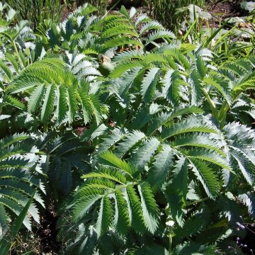 Honigstrauch (Melianthus major) 