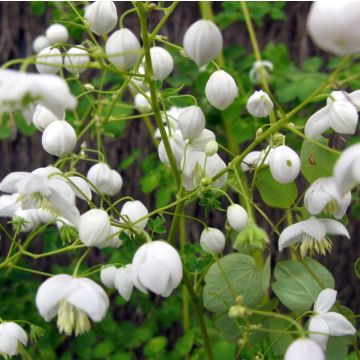 Gefüllte Wiesenraute (Thalictrum delavayi ) Splendide White