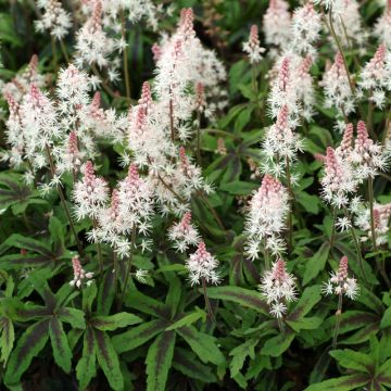 Herzblatt-Schaumblüte (Tiarella cordifolia) Spring Symphony