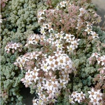 Teppichsedum (Sedum dasyphyllum)