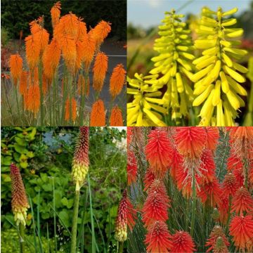 3 Pflanzen Fackellilien (Kniphofia) Mix