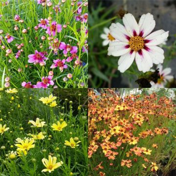 5 Pflanzen Mädchenaugen (Coreopsis) Mix