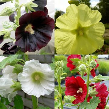 5 Pflanzen ungefüllter Stockrosen (Alcea) Mix