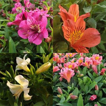 Großblumiger Inkalilie (Alstroemeria) Mix