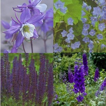 14 Pflanzen (Garten in Blau) Mix