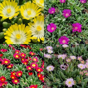 5 Pflanzen Bunter Mittagsblümchen (Delosperma) Mix