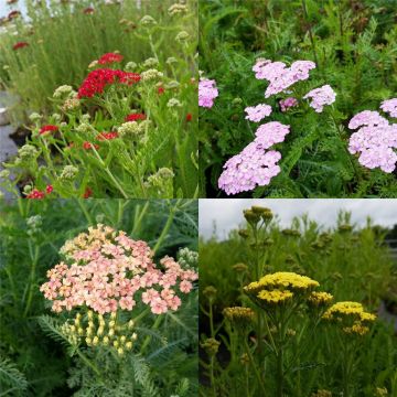 5 Pflanzen Schafgarben (Achillea) Mix
