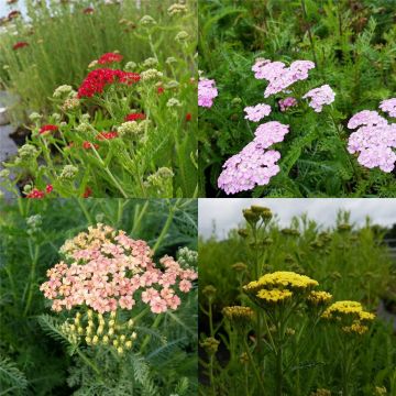 5 Pflanzen Schafgarben (Achillea) Mix