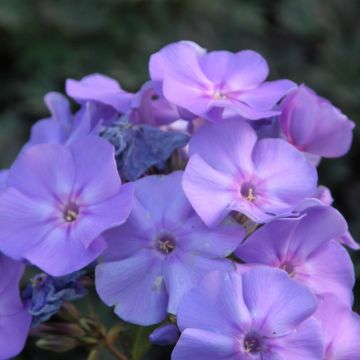 Flammenblume (Phlox paniculata) Blue Boy