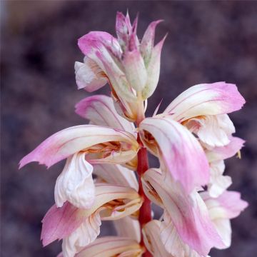 Bärentatze (Acanthus) Whitewater