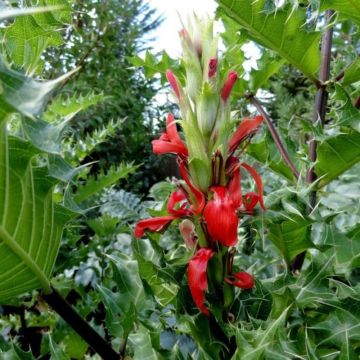 Bärentatze / Akanthus (Acanthus senni) 