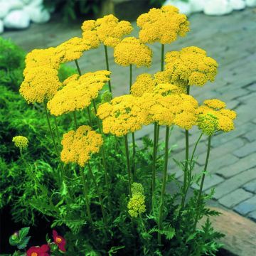 Großblumige Schafgarbe (Achillea filipendulina) Cloth of Gold